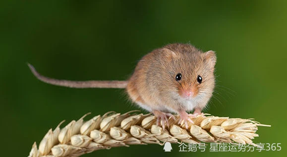 属鼠 属老鼠的年份及年龄表的在各个年份