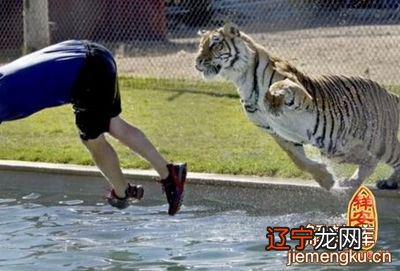 梦见被老虎追着跑的有什么好的预兆，走出迷途