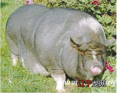 梦见卖红烧肉 慈世堂：本文是怎么解析猪梦的呢？