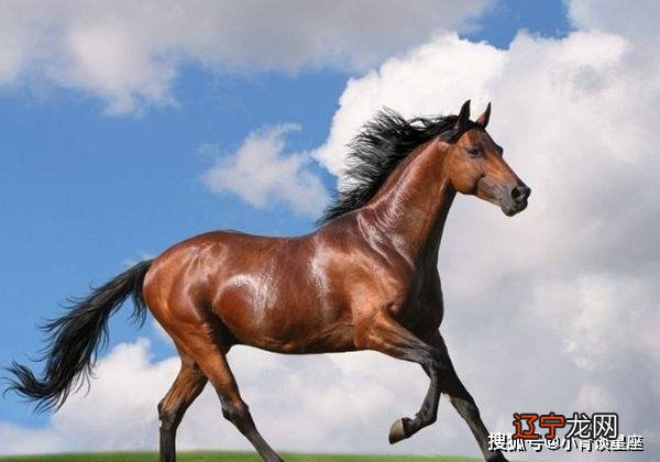 2016生肖猴五行属什么_属猴的生肖今年能发财吗_千马万猴属什么生肖