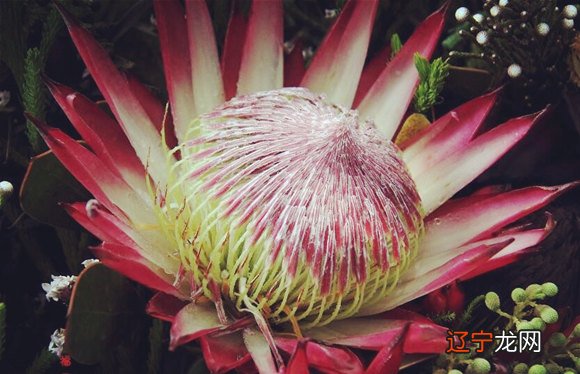 风水堂:八字格局中哪种算的上是好格局?