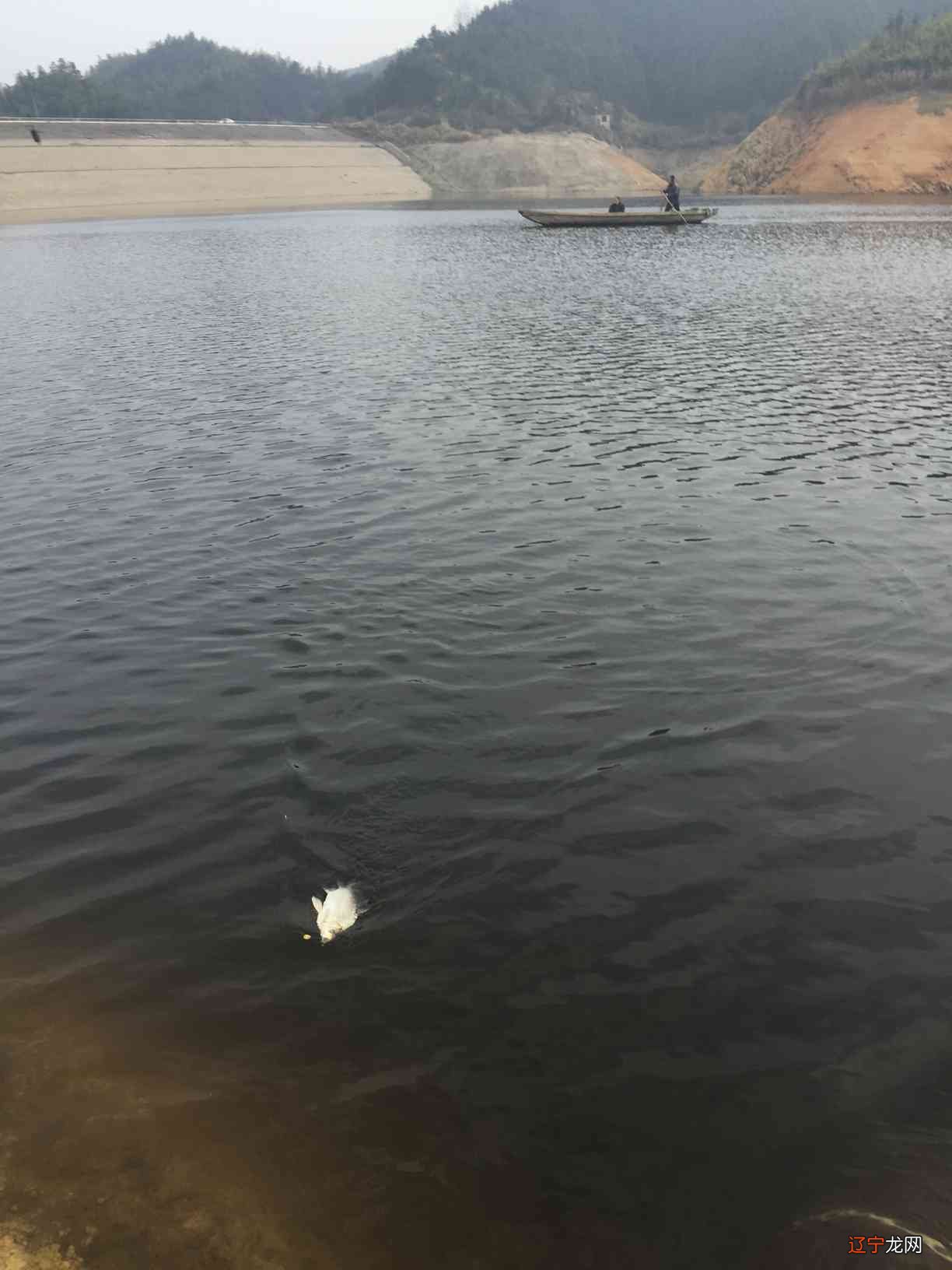 梦见摸鱼是什么意思_原版梦见水里摸鱼_周公解梦梦见摸鱼