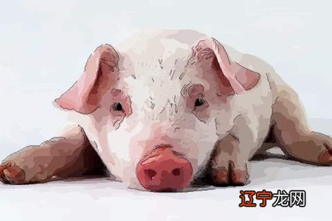 属猪风水堂:属猪的人五行是什么