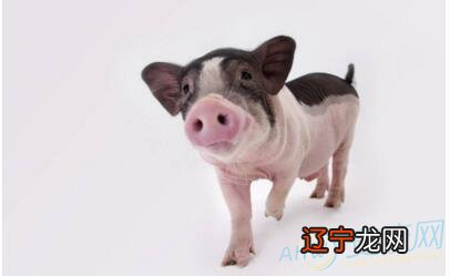 属猪风水堂:属猪的人五行是什么
