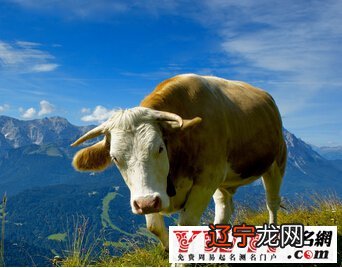 天蝎明年运势_怎么看明年的运势_属羊明年运势