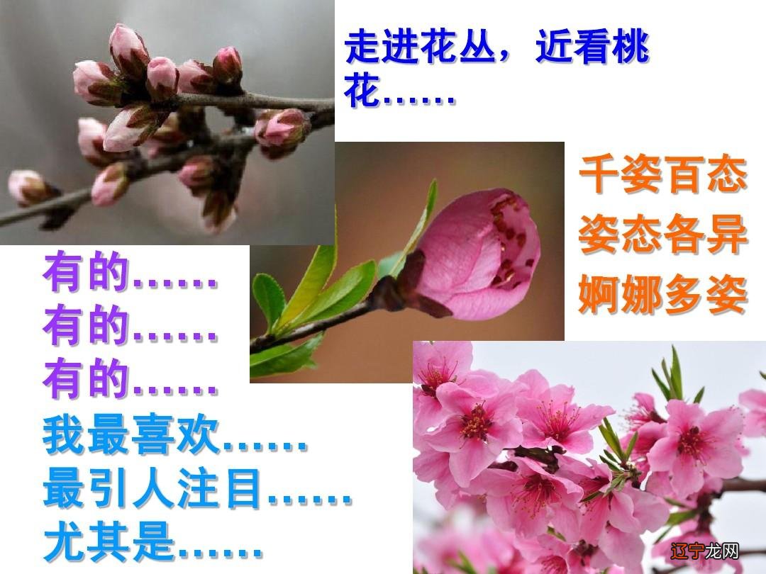 梦见一筐桃子 【原创】你来的太迟了——桃夭……