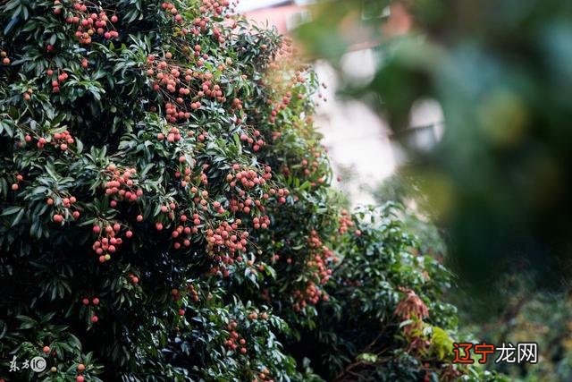 20多年学易,10多年实战预测,每天看命的人生起伏