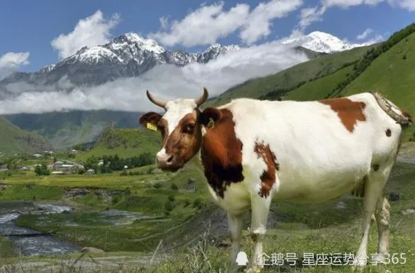 2019年十二生肖运势为你讲解这一周十二生肖各方面的运程