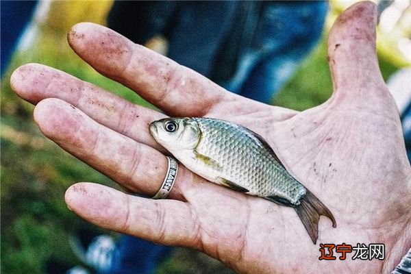 梦见去捉鱼,鱼没捉到_梦见和老公去捉鱼_孕妇梦见去捉鱼