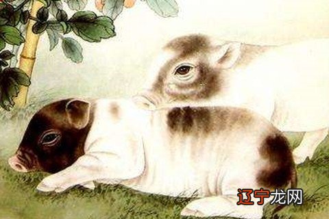 属兔与什么生肖配最合适，属相配对鸡和兔子好吗