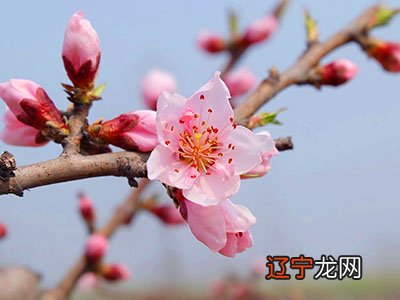 卜易居为您分析命中是否有桃花运,帮助测试者早日找到正桃花