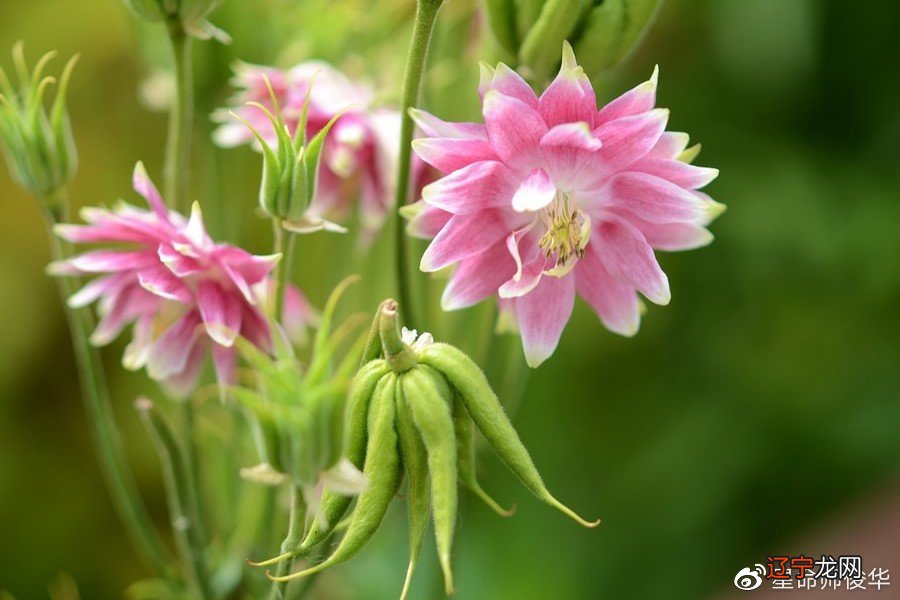 桃花煞八字怎么查_八字桃花劫怎么查_八字命理桃花怎么查?举例说明