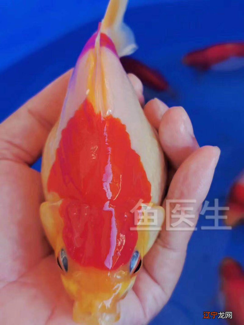 二是养鱼的数目。数量最好养3、最贵的是朱顶?