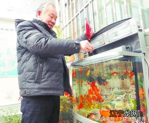 终极拷问：养鱼到底为什么？