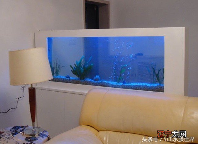 终极拷问：养鱼到底为什么？