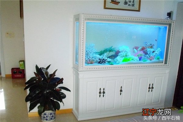 慈世堂:家中养鱼必知的风水禁忌和如何养鱼