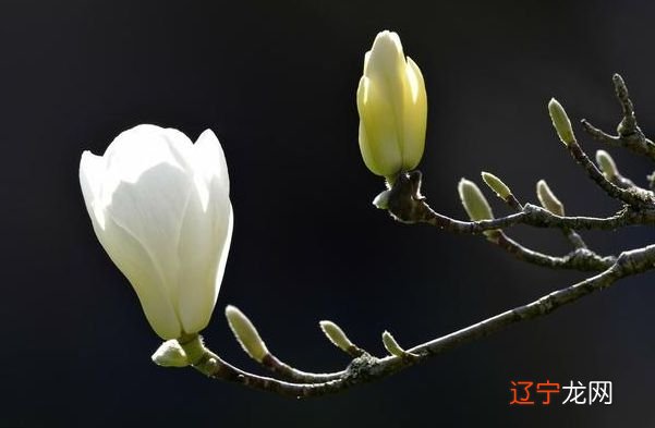 龙年出生的人据说都带着命运之角,注定大发钱财