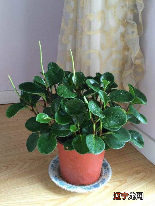 妇女梦见大蛇来咬我_拳皇里大蛇_风水学大蛇来家里