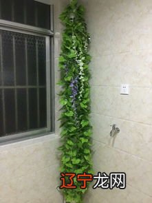 客厅里横梁下适合放什么绿色植物化煞不一定要是什么植物