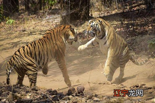 一下生肖虎与生肖羊做生意合不合财的合作禁忌