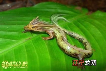 龙蛇人最终无疾而终的几大生肖,有你吗?