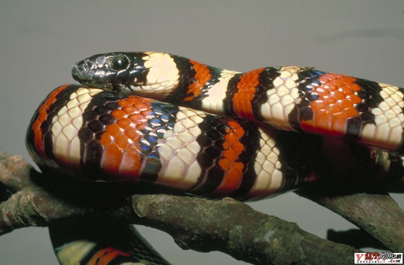 风水堂:梦见大莽梦见死人剥蛇皮