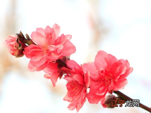 一下风水堂:婚姻不顺的生肖人