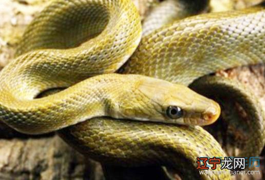 组图 梦见被金蛇追 暗示一下老友不要泄漏你的秘密吧！