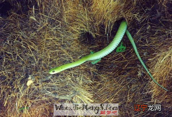 组图 梦见被金蛇追 暗示一下老友不要泄漏你的秘密吧！