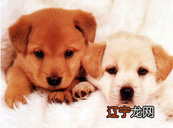 图 属狗的小伙伴，和什么属相的人最相配？