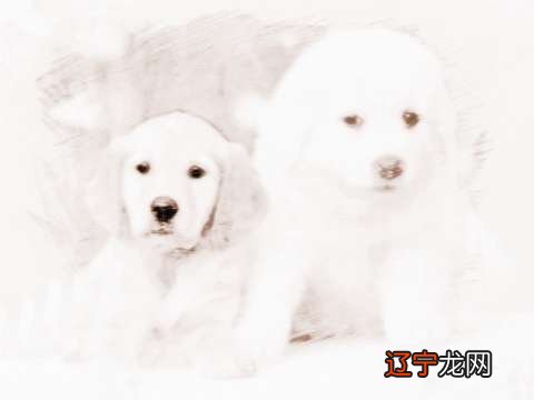 图 属狗的小伙伴，和什么属相的人最相配？