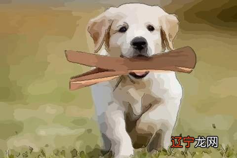 罗安阁：1982年出生属狗人2022年事业运势