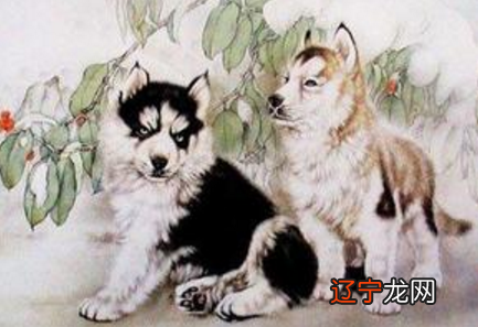 罗安阁：1982年出生属狗人2022年事业运势