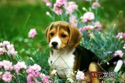 罗安阁：1982年出生属狗人2022年事业运势