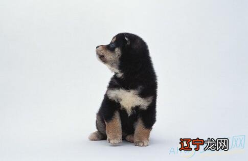 组图 志不强者智不达——墨翟青岛育儿网