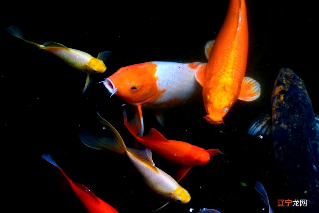 从古至今风水堂:从古至今可以养一盆七叶莲