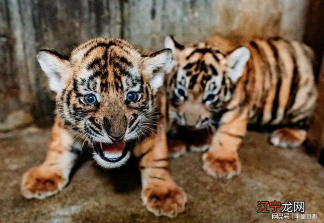 解析生肖虎一生总运势_1991年属羊的一生运势_98年属虎生肖一生运势