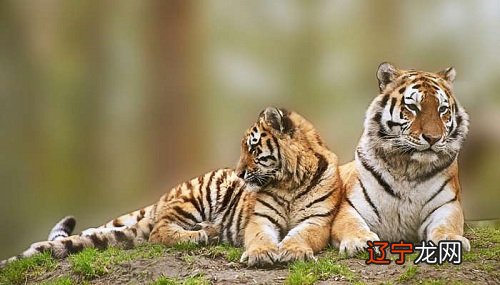 1991年属羊的一生运势_解析生肖虎一生总运势_98年属虎生肖一生运势