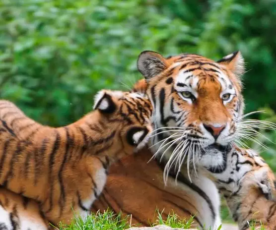 1998年属虎九月份的是什么命，98属虎一生三大坎