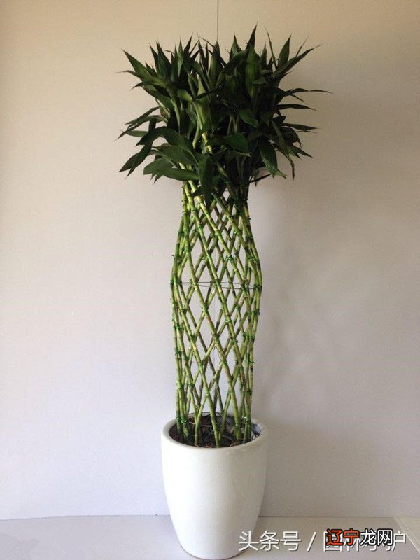 客厅放什么植物适合风水?有哪些禁忌最适宜?