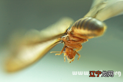 做梦梦到蚂蚁成群_梦见螃蟹成群_梦见蚂蚁成群