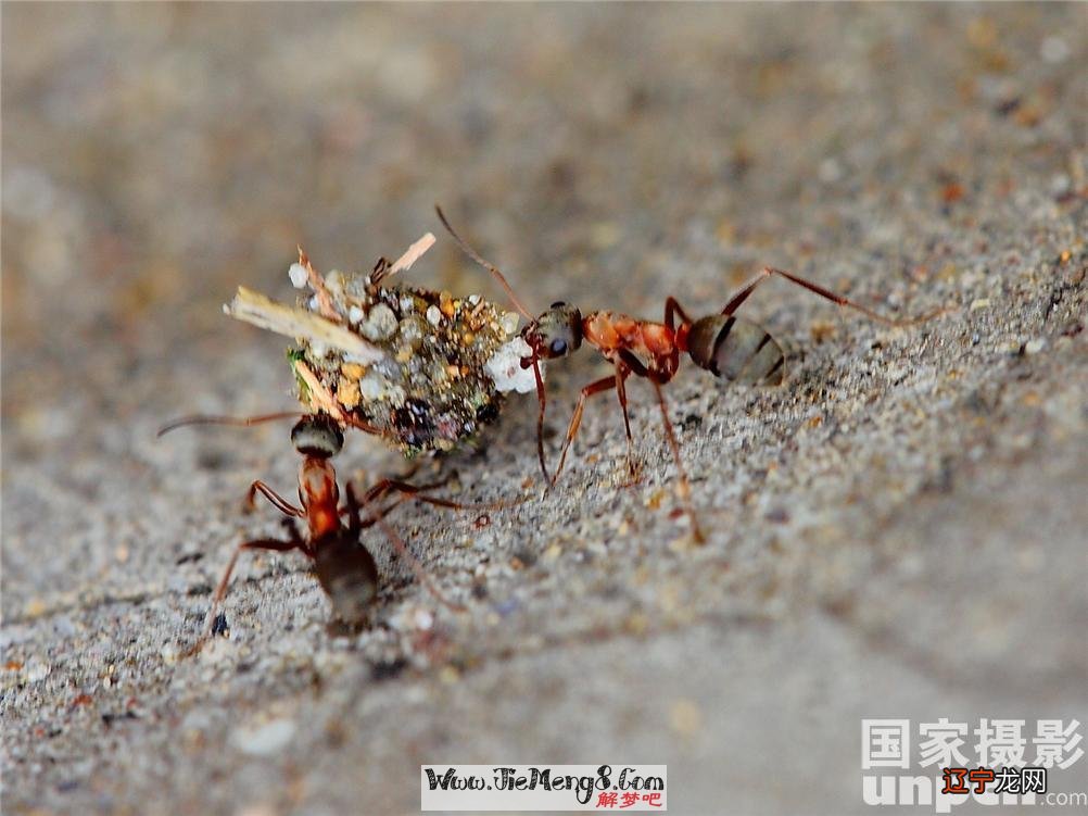 梦见苍蝇成群打死很多_梦见老鼠成群怎么回事_梦见蚂蚁成群