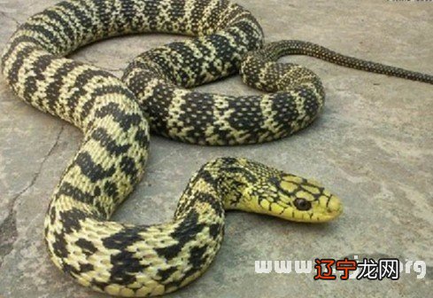 周公解梦梦见蛇是什么意思？小编到蛇的说法