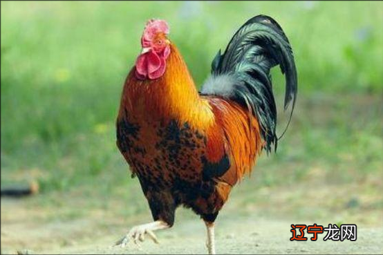 2018年属兔4月生肖运势如何_12生肖运势2018年生肖兔_属鸡的2018年12月运势