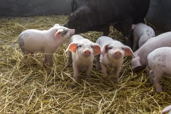 71年生肖猪50岁以后运势上半年,你知道吗?