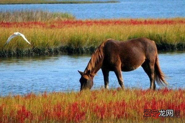 2018年属马的人婚配婚姻怎么样?适合与哪些人在一起