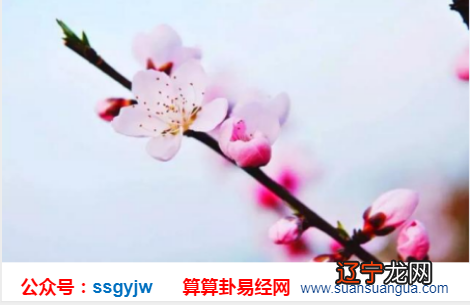 图 在线八字如何免费算桃花运分析何为桃花运?