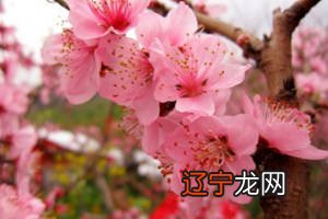 图 在线八字如何免费算桃花运分析何为桃花运?