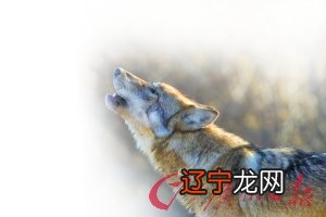 第二部 第二部 李微漪《重返狼群》(组图)