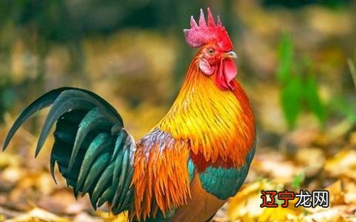 2017年出生的孩子五行属什么?是什么生肖?